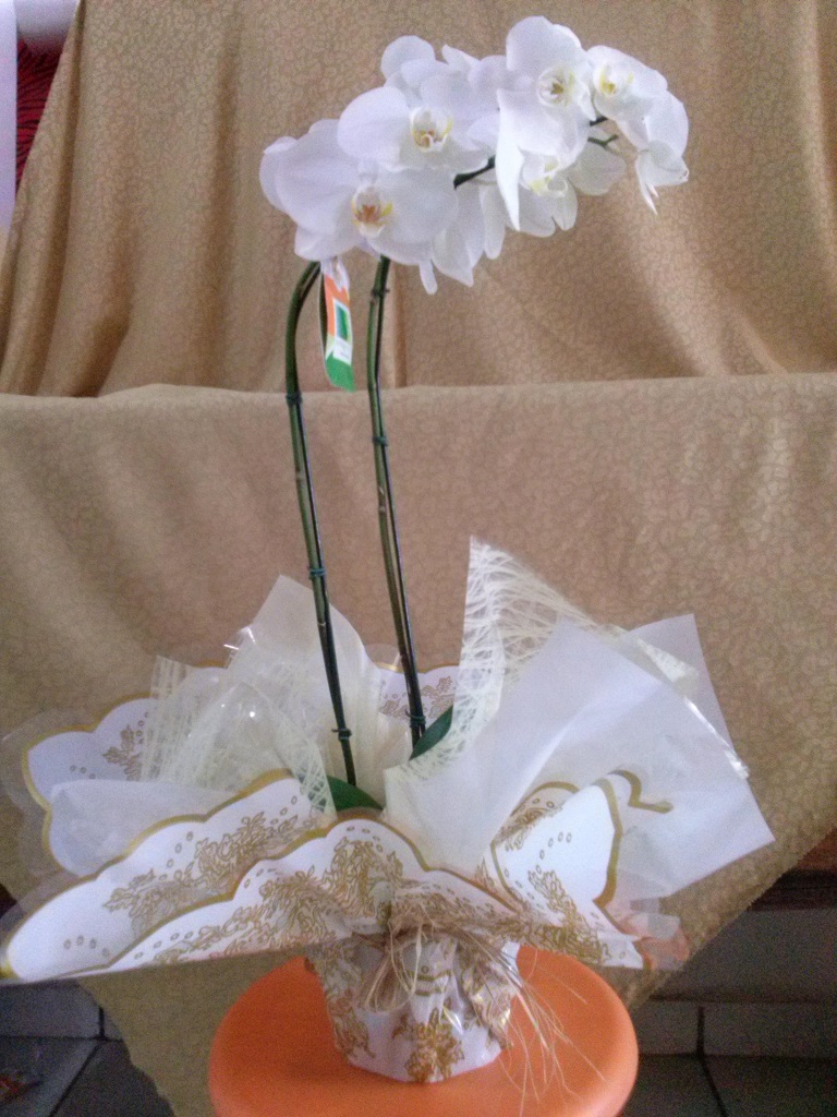 Orquídea Branca