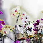 ORQUIDEA1