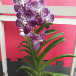 orquidea vanda exotica