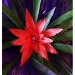 Bromelia 7