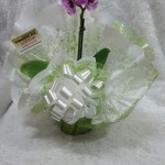 mini orquidea 1
