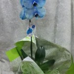orquidea azul cachepo
