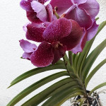 Orquidea Vanda