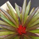 bromélia