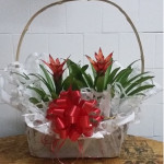 bromelia cesta