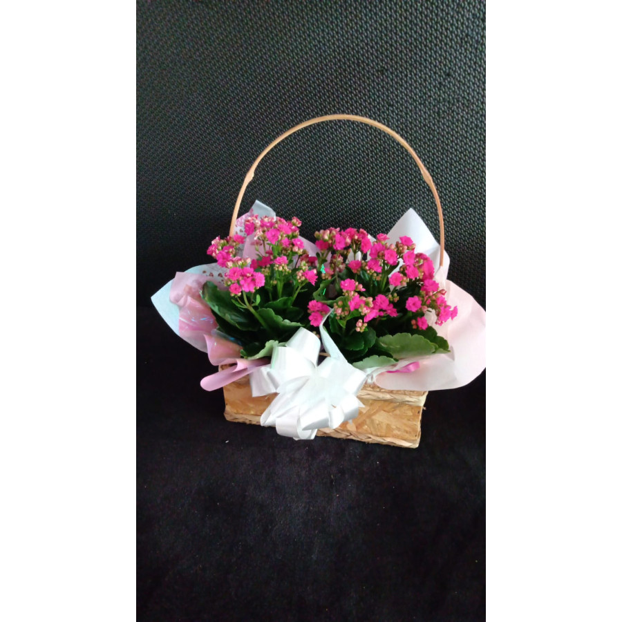 Cestinha com calandivas