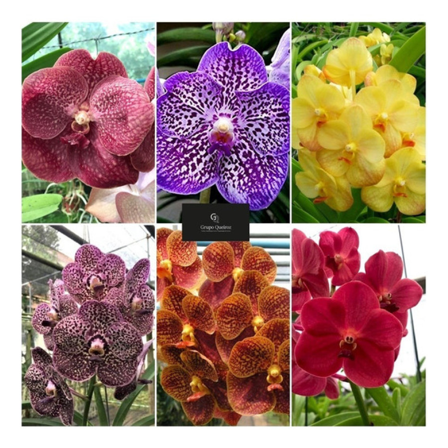 Orquídea Vanda (Somente por encomenda)