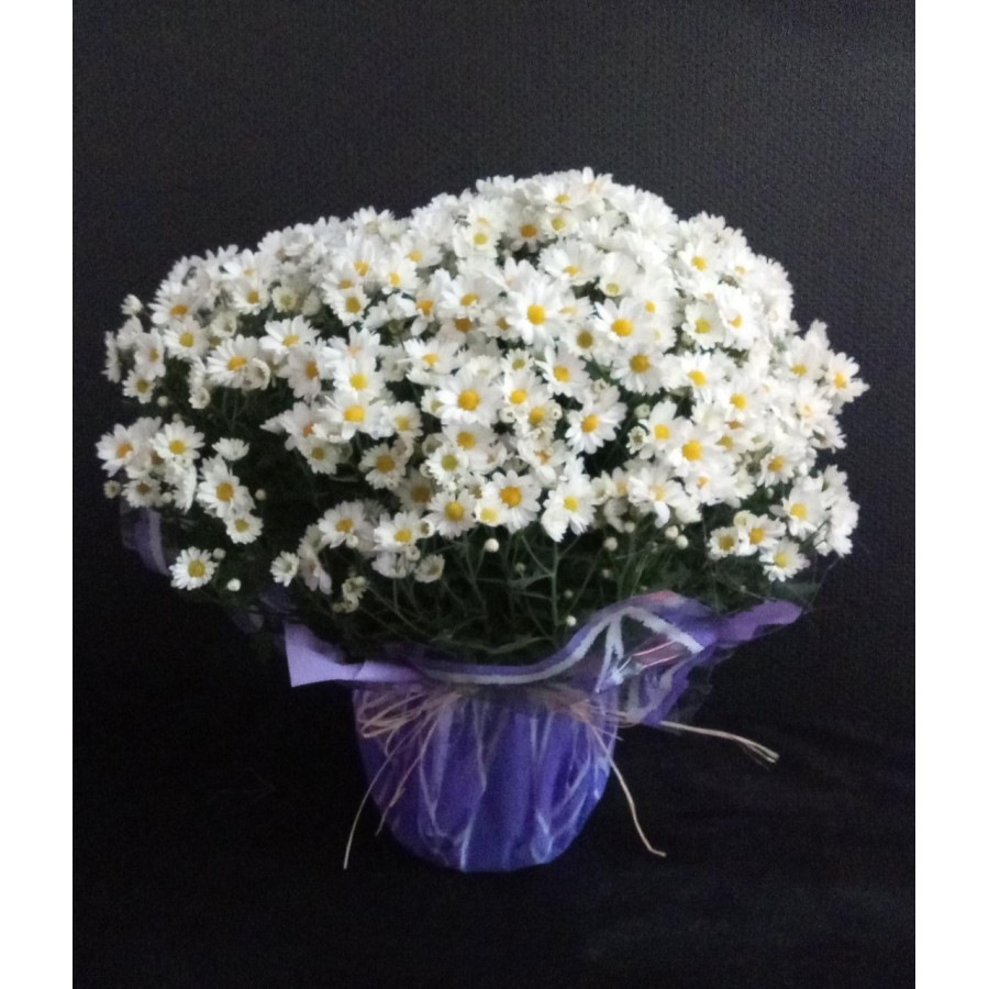 Vaso crisântemo Bola Belga