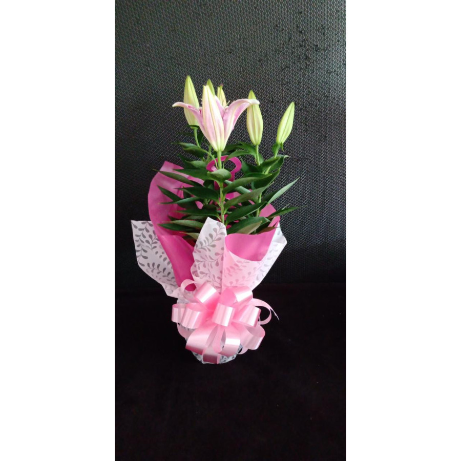 Vaso de lirio (rosa)