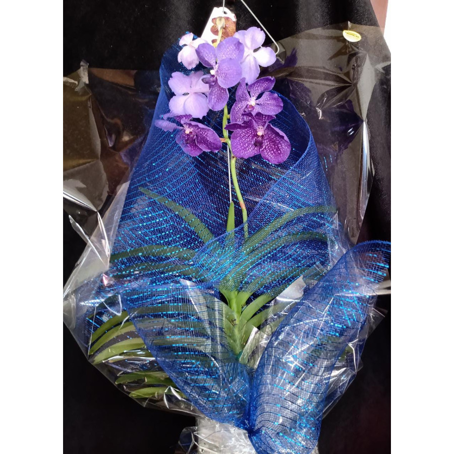 Orquídea Vanda (Somente por encomenda)