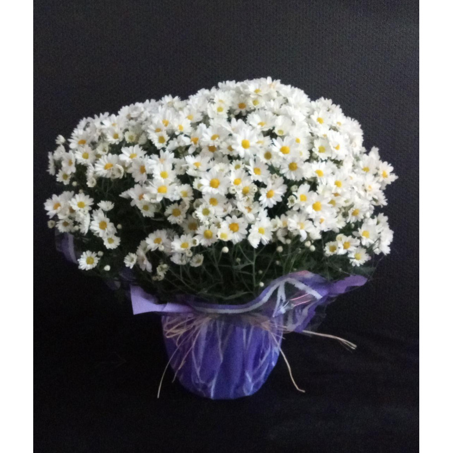 Vaso crisântemo Bola Belga