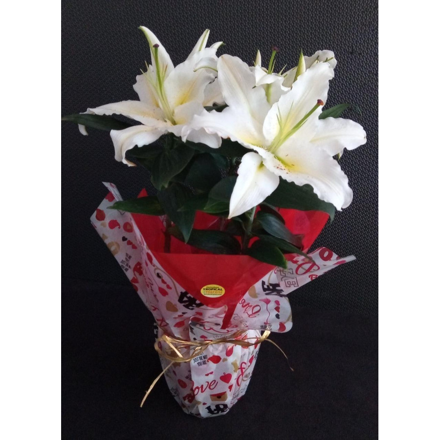 Vaso flor lírio (branco)