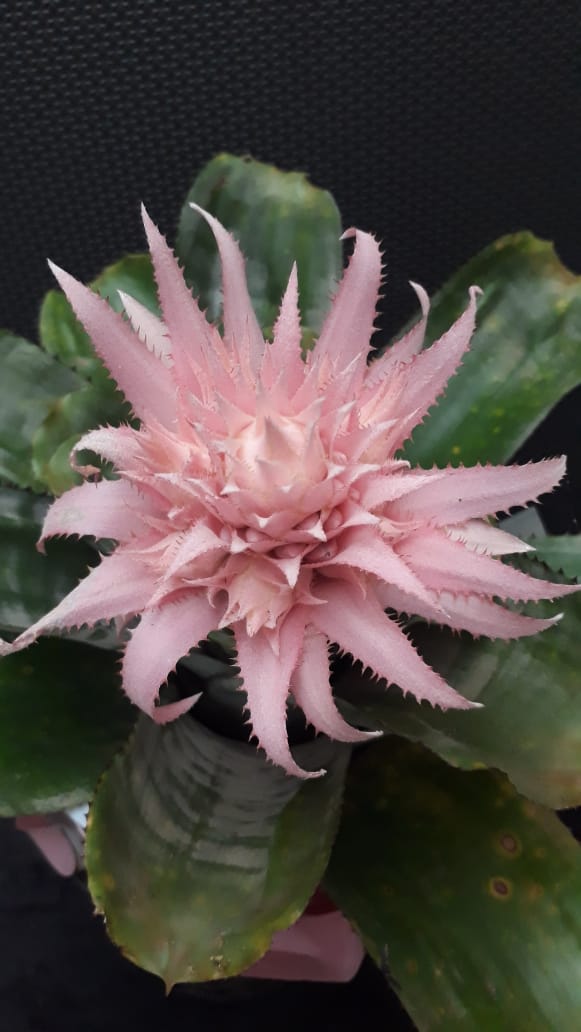 bromélia flor rosa - Floricultura Tropical - Uberaba MG