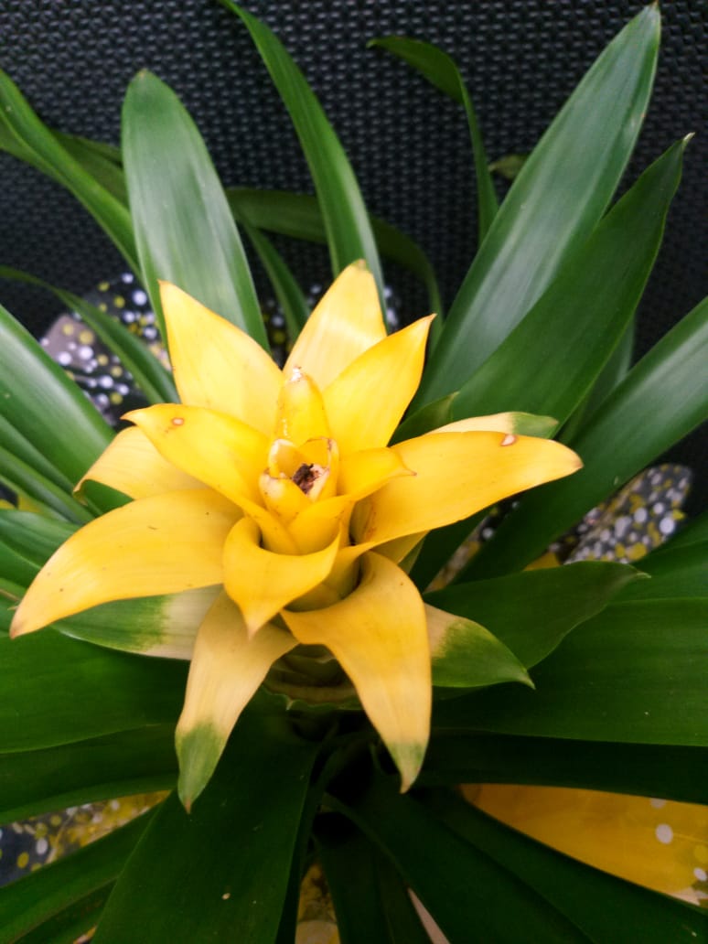 bromelia amarela 2 - Floricultura Tropical - Uberaba MG