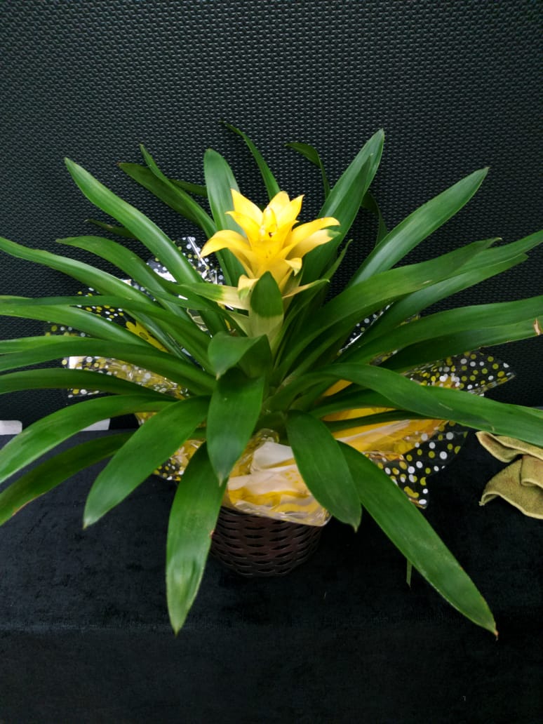 bromelia amarela 3 - Floricultura Tropical - Uberaba MG
