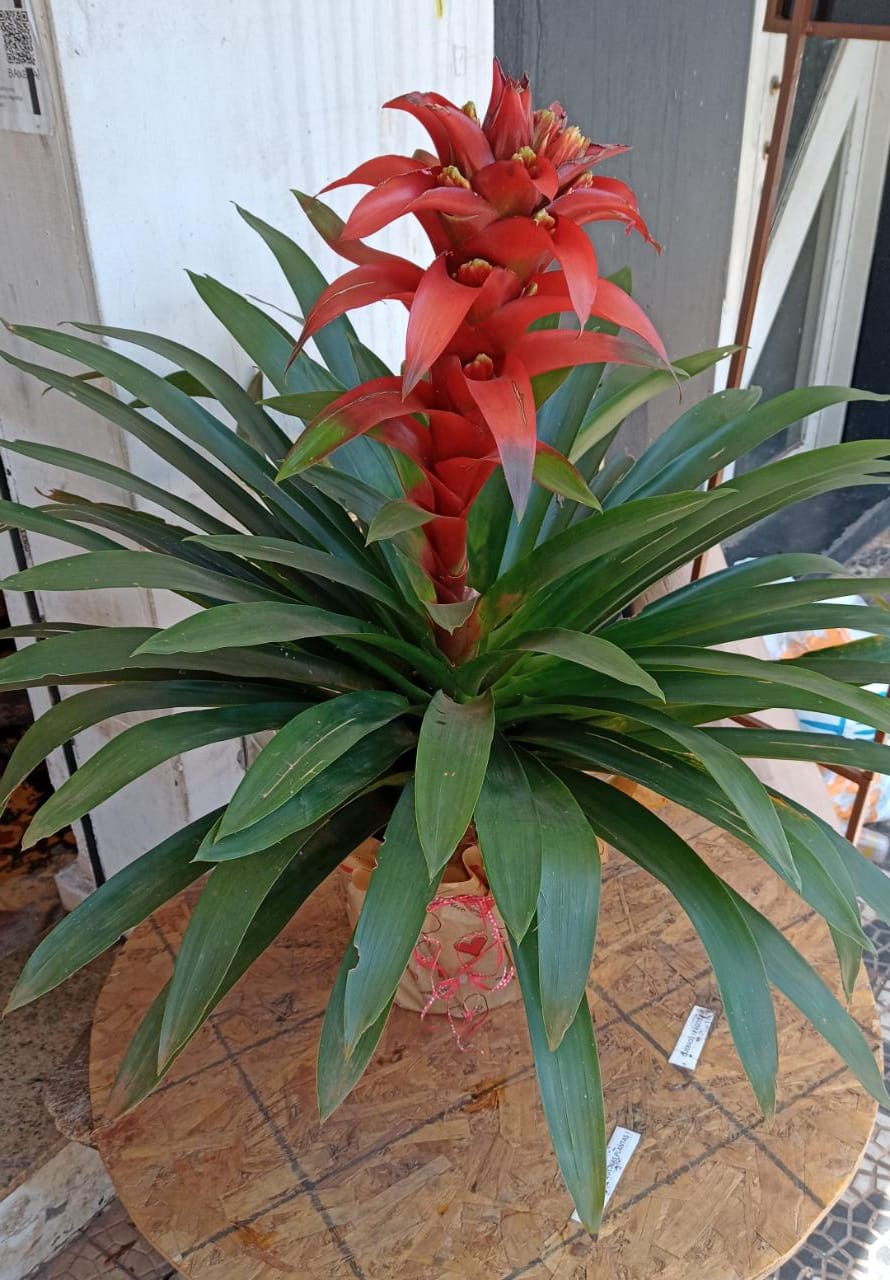 Vaso de bromélia vermelha grande - Floricultura Tropical - Uberaba MG
