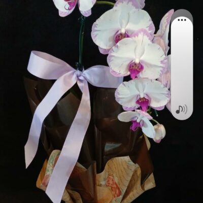ORQUIDEA PHALAENOPSIS CASCATA COM UMA HASTE NO CACHEPÔ