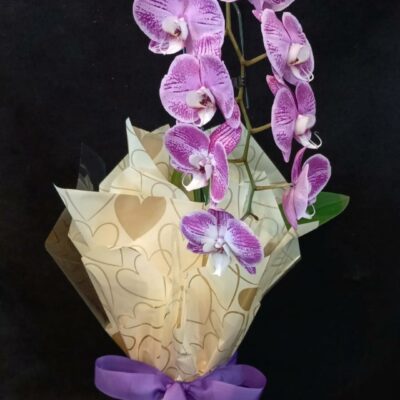 ORQUIDEA PHALAENOPSIS CASCATA COM 1 HASTE