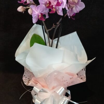 MINI ORQUÍDEA PHALAENOPSIS